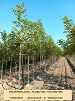 NOIX / NOYERS À HAUTE TIGE, PRIX ACTION !!! 35€/PIÈCE !!!, Printemps, Plein soleil, Enlèvement, Plantes fruitières