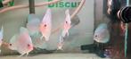 Discus bleu diamond red eye, Vis, Zoetwatervis, Schoolvis