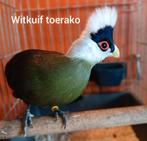 Witkuif toerako man van 2023, Dieren en Toebehoren, Geringd