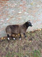 schaap te koop, Dieren en Toebehoren, Vrouwelijk, Schaap, 3 tot 5 jaar