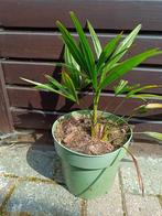 Winterharde palmboom trachycarpus fortunei, Jardin & Terrasse, Plantes | Arbres, En pot, Moins de 100 cm, Plein soleil, Enlèvement
