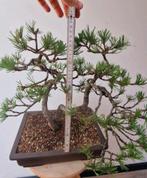 Gezonde Bonzai pinus mugo - 17 jaar, Bloeit niet, Minder dan 100 cm, Ophalen, Volle zon