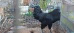 Ayam Cemani Hanen, Dieren en Toebehoren