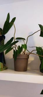 Mooie Philodendron billietiae te koop, Ophalen, Overige soorten, Halfschaduw, Minder dan 100 cm