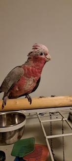 Tamme Rose kaketoe, Dieren en Toebehoren, Papegaai, Pratend