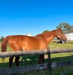 Fokmerrie/weidemaatje, Dieren en Toebehoren, Merrie, Springpaard, Z, Gechipt