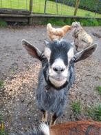 Sweet Goats cherche une nouvelle maison, Animaux & Accessoires, Moutons, Chèvres & Cochons