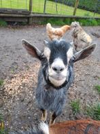 Lieve bokjes zoeken een nieuw huisje, Dieren en Toebehoren, Schapen, Geiten en Varkens