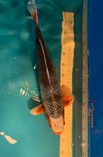 Asagi, Karper of Koi