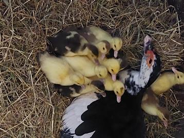 Barberie eenden kuikens, Canard