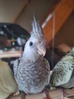 Super tamme valkparkietjes, Dieren en Toebehoren, Vogels | Parkieten en Papegaaien, Tam