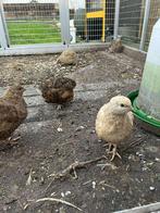 Japanse kwartels hennen, Meerdere dieren