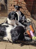 Engelse springer spaniël puppies, Dieren en Toebehoren, CDV (hondenziekte), Meerdere, Meerdere dieren, België