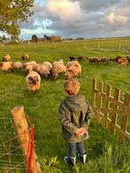 Lammeren - Manx Loaghtan / Castlemilk, Animaux & Accessoires, Moutons, Chèvres & Cochons, Mouton, Mâle, 0 à 2 ans