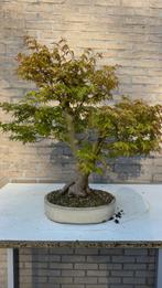 Bonsai Acer Palmatum 3-stam, Halfschaduw, Overige soorten, Lente, Minder dan 100 cm