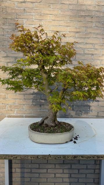 Bonsai Acer Palmatum 3-stam beschikbaar voor biedingen