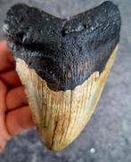 usa megalodon tand 10.4x7.3x1.5 cm, Verzamelen, Mineralen en Fossielen, Ophalen of Verzenden, Fossiel