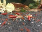 Neocaridina Bloody Mary – Rode Garnalen, Animaux & Accessoires, Homard, Crabe ou Crevette, Poisson d'eau douce