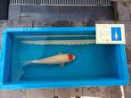Japanse koi vissen, Dieren en Toebehoren, Vissen | Vijvervissen