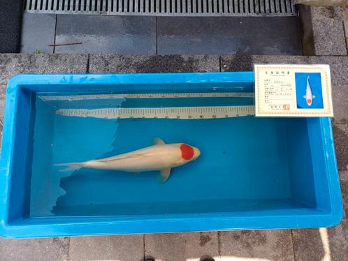 Japanse koi vissen, Dieren en Toebehoren, Vissen | Vijvervissen