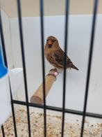 Barmsijzen, Dieren en Toebehoren, Vogels | Overige Vogels, Meerdere dieren, Wildzangvogel, Geringd