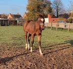 Zirocco Bleu x Numero Uno x Lupicor - poulain, Moins de 160 cm, Avec pedigree, 0 à 2 ans, Cheval de saut