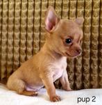 Chihuahua pups (kortharig), Dieren en Toebehoren, België, Particulier, CDV (hondenziekte), 8 tot 15 weken