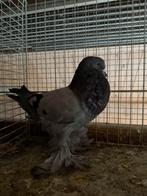 Gentse kropper 2025 blauwroek, duivin, Dieren en Toebehoren, Vrouwelijk, Kropper