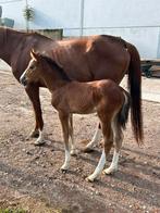 Chique hengstenveulen van Django Z x Quidam, Met stamboom, Springpaard, Minder dan 160 cm, 0 tot 2 jaar