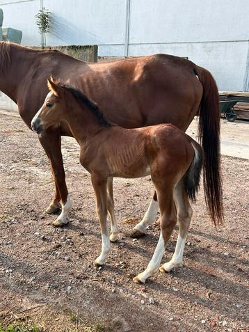 Chique hengstenveulen van Django Z x Quidam, Avec pedigree, Moins de 160 cm, Étalon, 0 à 2 ans
