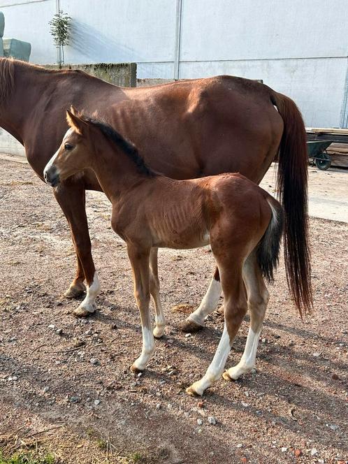 Chique hengstenveulen van Django Z x Quidam, Dieren en Toebehoren, Paarden, Hengst, Onbeleerd, Minder dan 160 cm, 0 tot 2 jaar