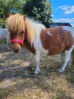 Prachtig amerikaans minipaardje, Jument, Vermifugé