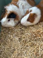 2 Cavia beren inclusief kooi, Dieren en Toebehoren, Knaagdieren, Cavia, Juni, Mannelijk, Tam
