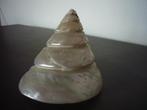 Coquillage de décoration nacré, Collections, Minéraux & Fossiles, Enlèvement ou Envoi, Coquillage(s)