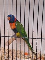 2 lori's man te koop