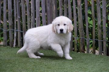 Prachtige Golden retriever pups van geteste ouders beschikbaar voor biedingen