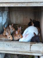 Wit van dendermonde - faufe de Bourgogne, Dieren en Toebehoren, Konijnen