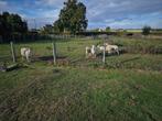 schapen, Dieren en Toebehoren, Schapen, Geiten en Varkens, Schaap