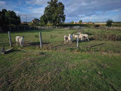 schapen, Dieren en Toebehoren, Schapen, Geiten en Varkens, Schaap