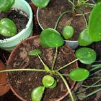 PILEA peperomioides Chinese munten 6 jonge plantjes, Halfschaduw, Minder dan 100 cm, Winter, Ophalen