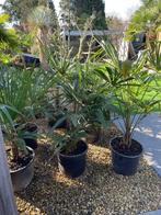 Winterharde Trachycarpus Fortunei, Tuin en Terras, Planten | Tuinplanten, Ophalen