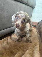 Beaux chiots teckel, Animaux & Accessoires, Plusieurs, Hépatite contagieuse (maladie de Rubarth), Belgique, Plusieurs animaux