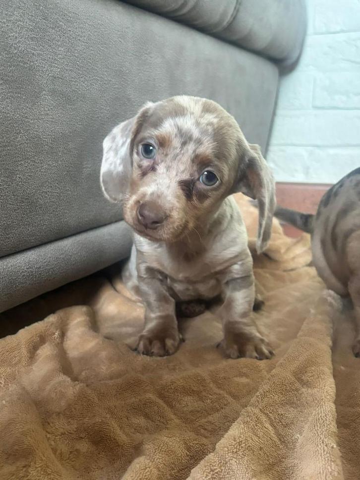 Mooie teckel pups, Dieren en Toebehoren, Honden | Dekreuen, Meerdere dieren, Fokker | Professioneel, Meerdere, België, 8 tot 15 weken