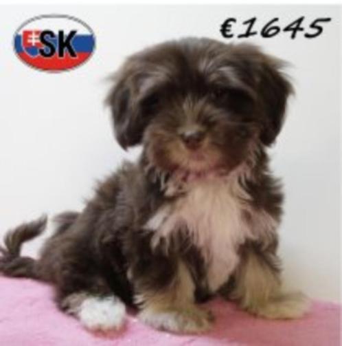 Havanezer - prachtige chocolat tricolor pups, Dieren en Toebehoren, Honden | Chihuahua's en Gezelschapshonden, Meerdere dieren