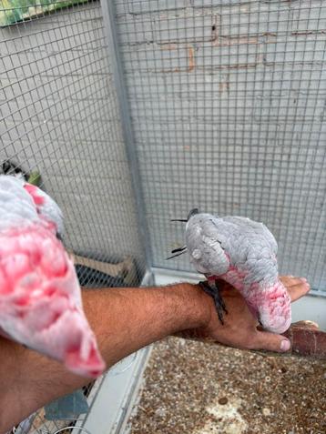 Cacatoès roses pratiques, Plusieurs animaux, Perroquet, Domestique