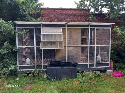 Duivenhok, Dieren en Toebehoren, Vogels | Duiven