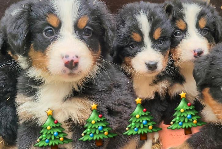Berner sennen pups groeien op in huiselijke sfeer en poesjes, Dieren en Toebehoren, Honden | Bulldogs, Pinschers en Molossers