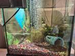 Aquarium volledig en compleet / 80x45x35 cm / 100 liter, Ophalen, Zo goed als nieuw