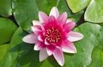 Waterlelie Atraction, Tuin en Terras, Ophalen, Nieuw