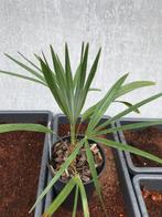 Trachycarpus princeps x nanus., In pot, Halfschaduw, Ophalen of Verzenden, Minder dan 100 cm